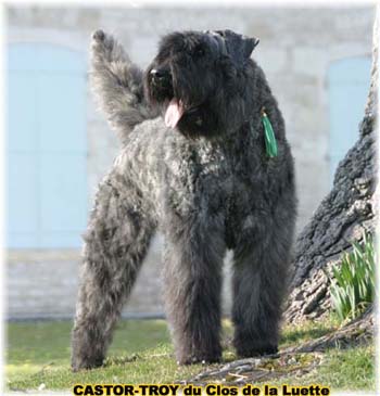 bouvier des flandres du clos de la luette - copyright d&eacute;pos&eacute;